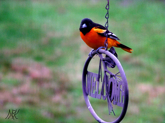 In Our Neighborhood/