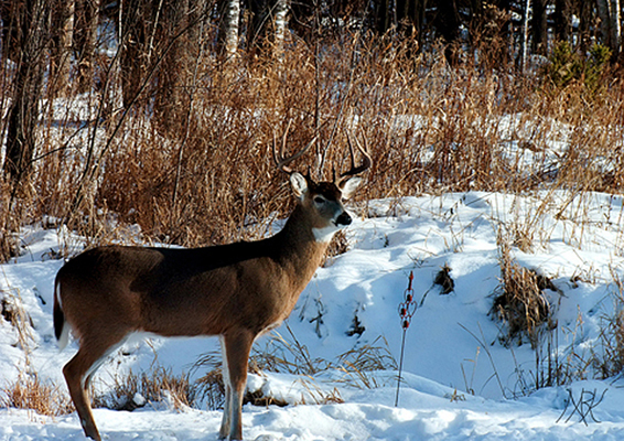 In Our Neighborhood/