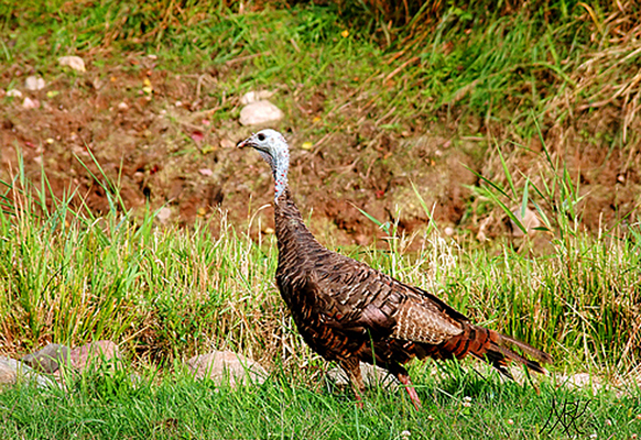 In Our Neighborhood/