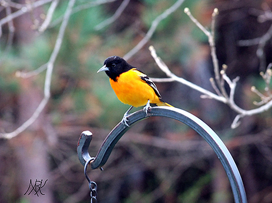 In Our Neighborhood/