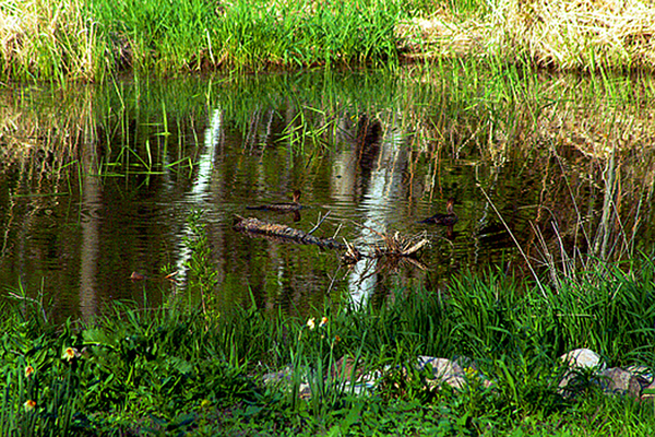 In Our Neighborhood/