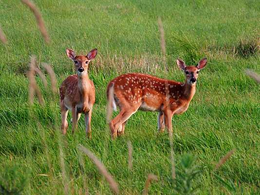 In Our Neighborhood/