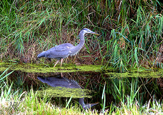 In Our Neighborhood/