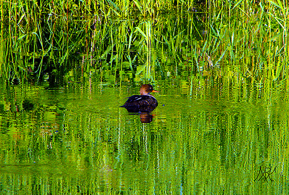 In Our Neighborhood/