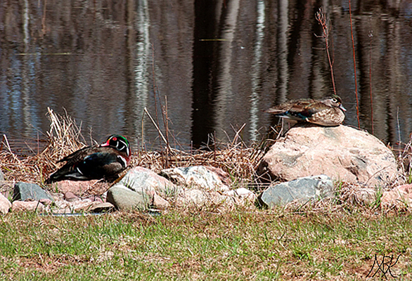 In Our Neighborhood/