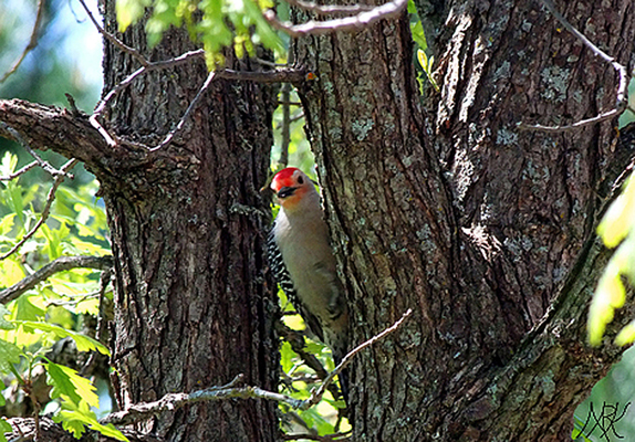 In Our Neighborhood/